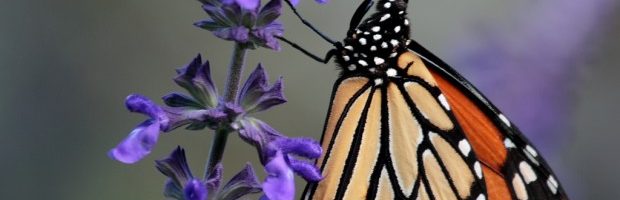 8 Ways to Save the Monarch