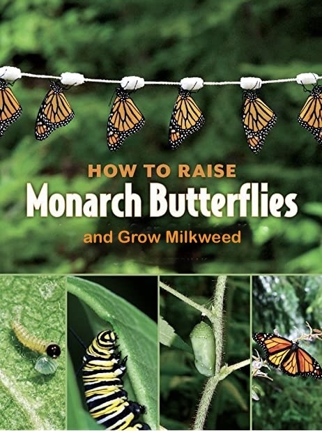 All About Monarchs