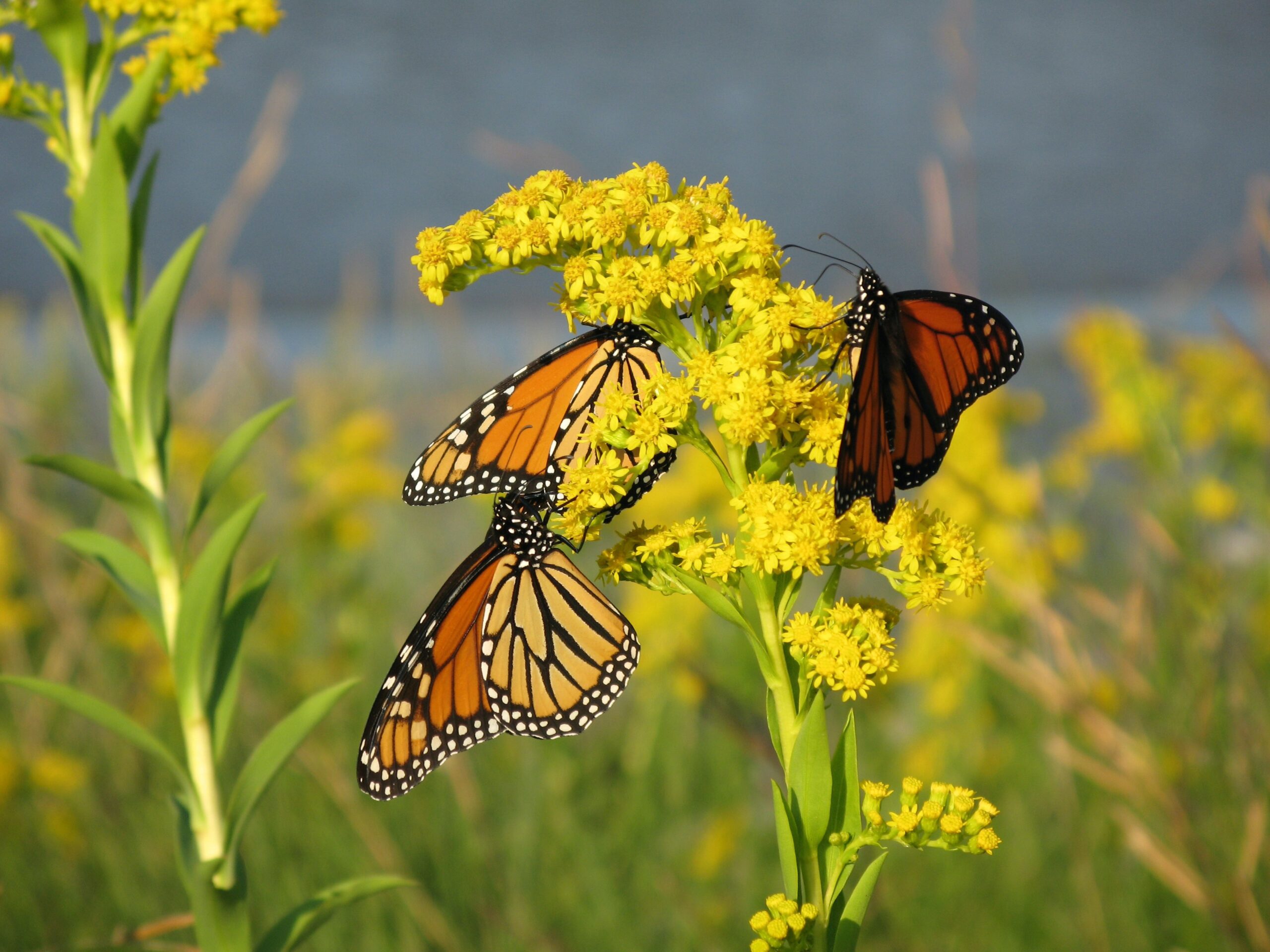 Rowayton Gardeners Environmental Committee – SIP 'N SHARE