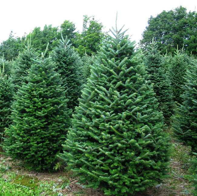 Christmas Tree Sale