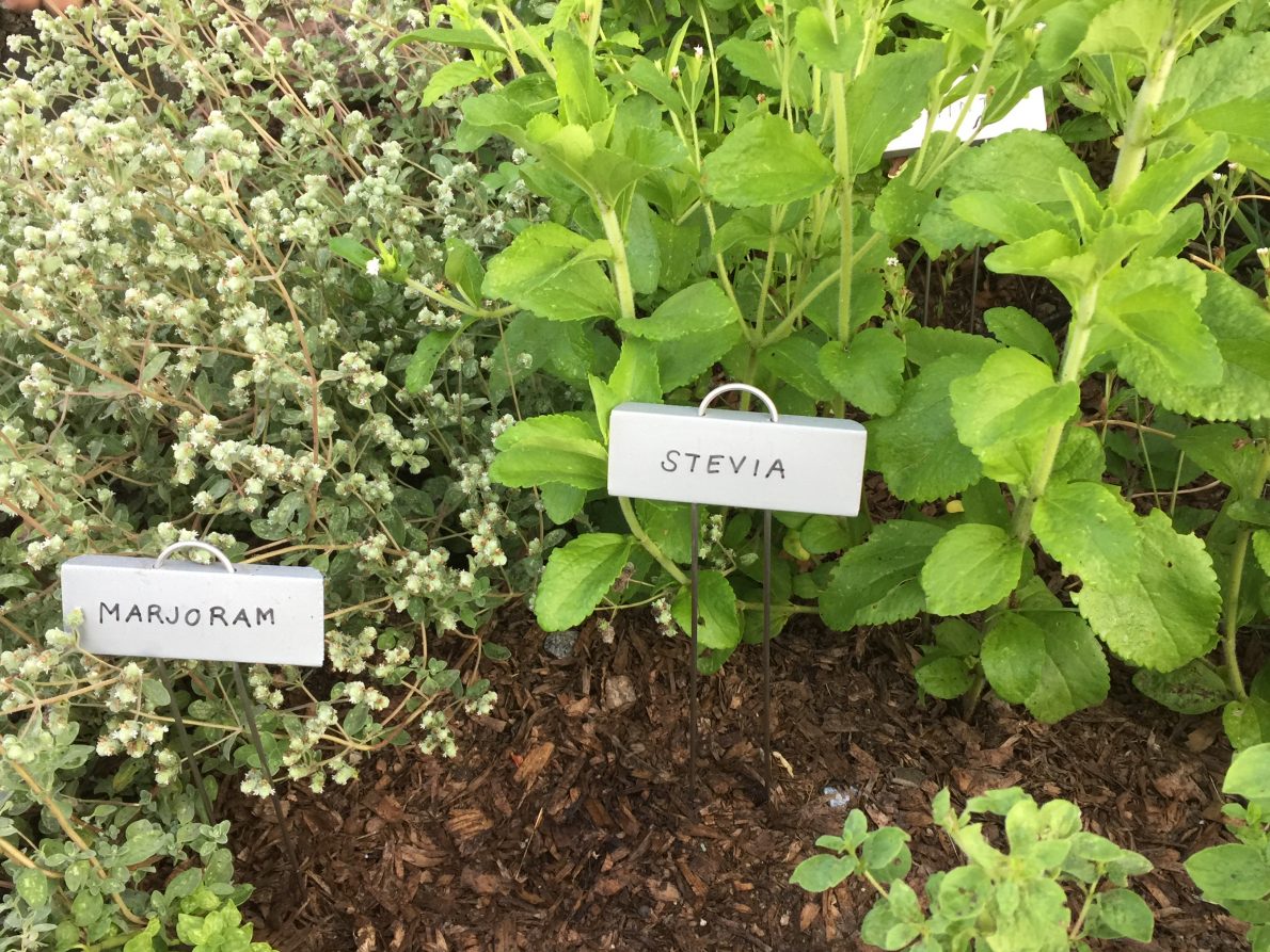 New Plant Labels at the Pinkney Flagpole Garden