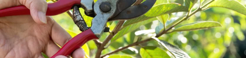 Fall Pruning Discouraged by Horticulture Magazine