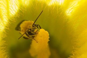 In the Buzz About Bees, Don’t Forget Natives