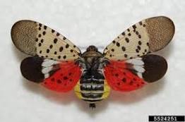 Need to Know – The Spotted Lanternfly