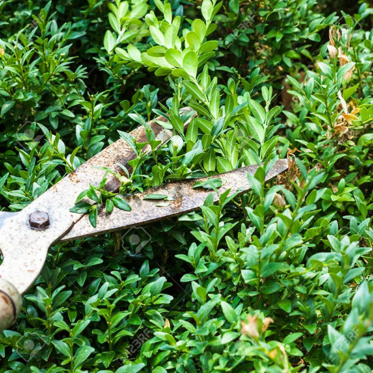 Hort Report:  Boxwood Pruning