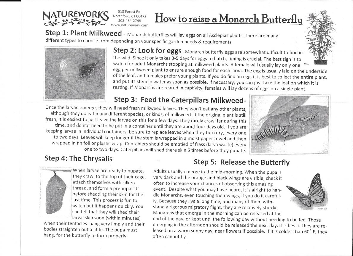 How to Raise a Monarch Butterfly