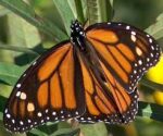 Milkweed Growing and Monarch Raising for Adults