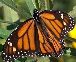 Milkweed Growing and Monarch Raising for Adults