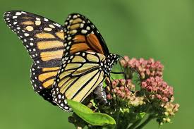 Monarch Butterflies and Milkweed