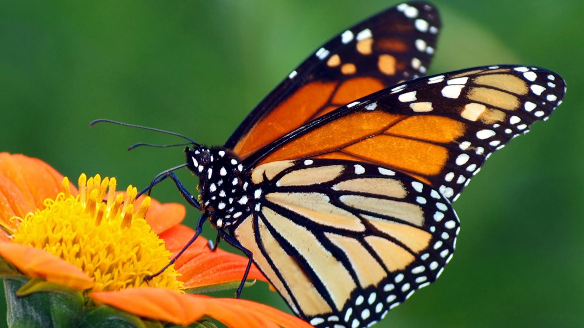 Help Us Help Our Pollinators!