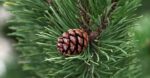 Lunch & Learn at the Potting Shed: Conifers